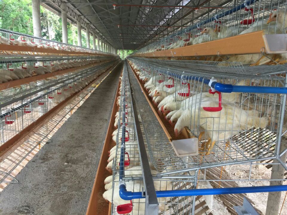 Interior de galpão avícola